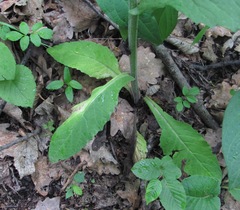Tephroseris cladobotrys subfloccosa