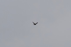 Chordeiles gundlachii