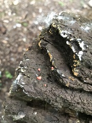 Dacrymyces stillatus