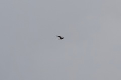 Chordeiles gundlachii