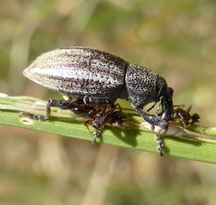 Myrmicinae