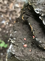Dacrymyces stillatus