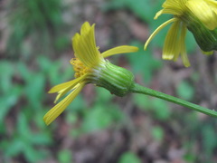 Tephroseris cladobotrys subfloccosa