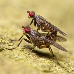 Pherbellia annulipes