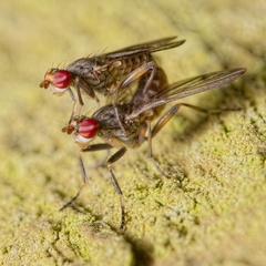 Pherbellia annulipes