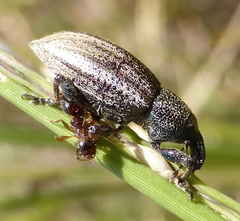 Stramia costirostris