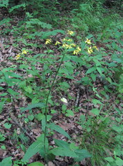 Tephroseris cladobotrys subfloccosa