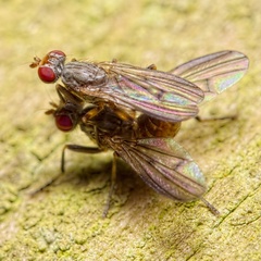 Pherbellia annulipes