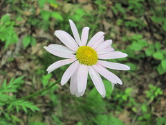 Tanacetum coccineum
