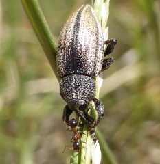 Myrmicinae