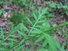 Tanacetum coccineum