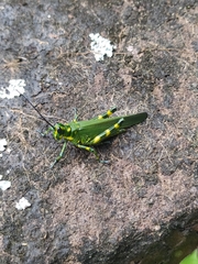 Chromacris psittacus