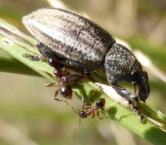 Myrmicinae