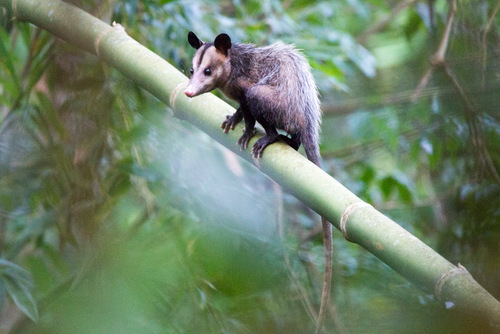 Southern Opossum