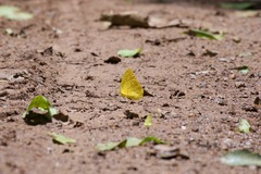 Phoebis agarithe antillia