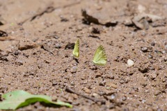 Pyrisitia lisa euterpe