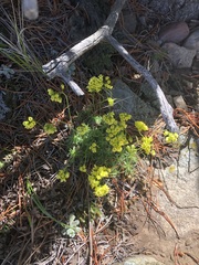 Draba oligosperma