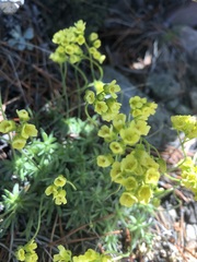 Draba oligosperma