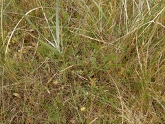 Artemisia campestris maritima