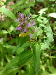 Melampyrum italicum