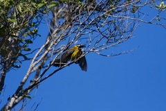 Spindalis portoricensis