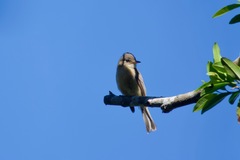 Contopus latirostris blancoi