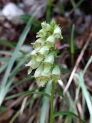 Digitalis micrantha