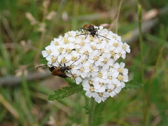 Pseudovadonia livida