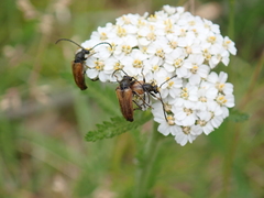 Pseudovadonia livida