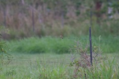 Ammodramus savannarum borinquensis