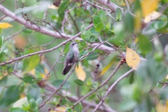 Anthracothorax aurulentus
