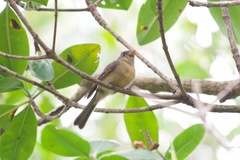 Contopus latirostris blancoi