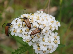 Pseudovadonia livida