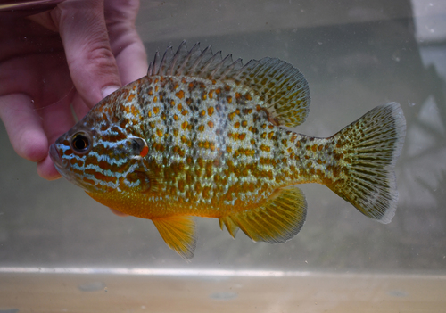 Pumpkinseed, photo 9 of 10