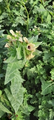 Hyoscyamus niger