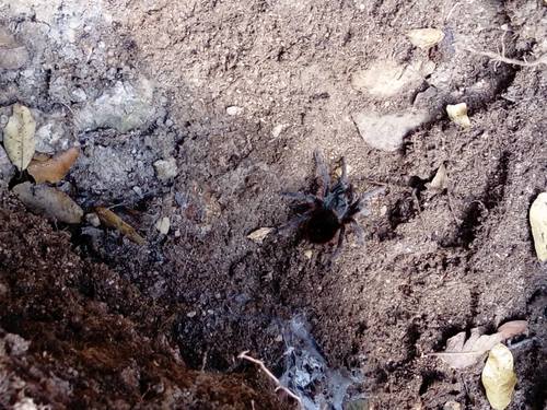 Mexican Black Velvet Tarantula