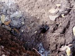 Aphonopelma caniceps