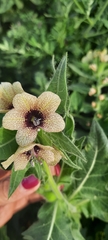 Hyoscyamus niger