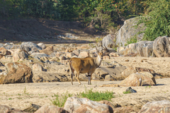 Tragelaphus oryx livingstonii