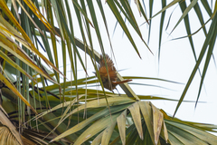 Cichladusa arquata