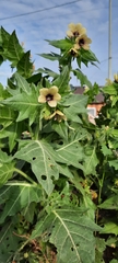 Hyoscyamus niger