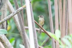 Contopus latirostris blancoi