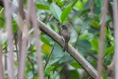 Contopus latirostris blancoi