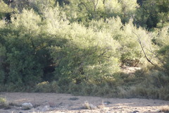 Nuxia oppositifolia