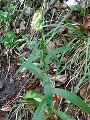Digitalis micrantha