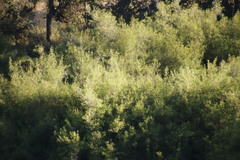 Nuxia oppositifolia