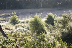 Nuxia oppositifolia