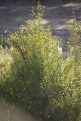 Nuxia oppositifolia