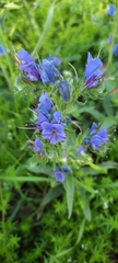 Echium vulgare