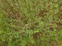 Artemisia campestris maritima